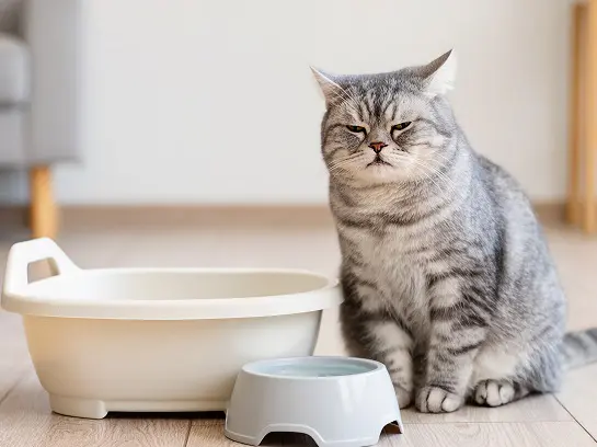 4x3_Un_gato_dom_stico_de_pelaje_gris