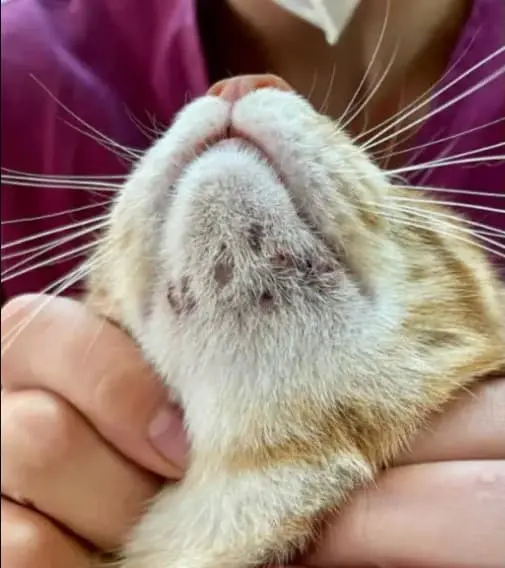 Acne felino