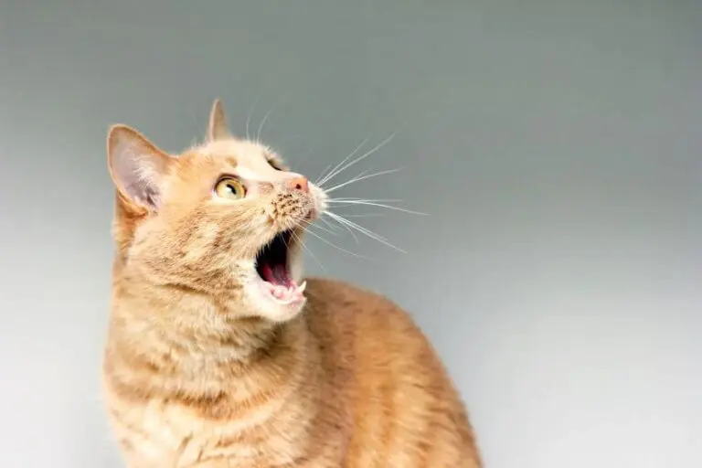 Ansiedad en gatos 768x512 1