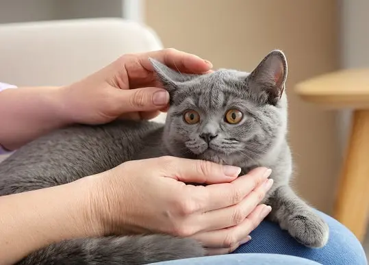 Bulto gato