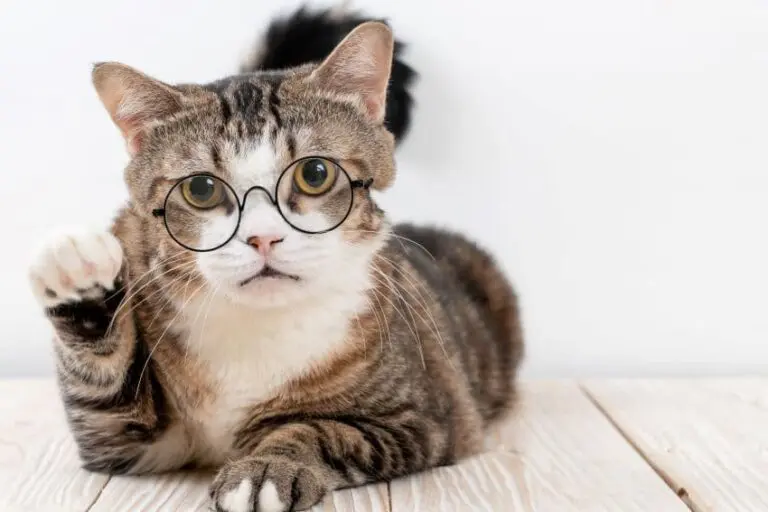 Como educar a un gato 768x512 1