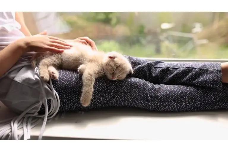 Gato Durmiendo