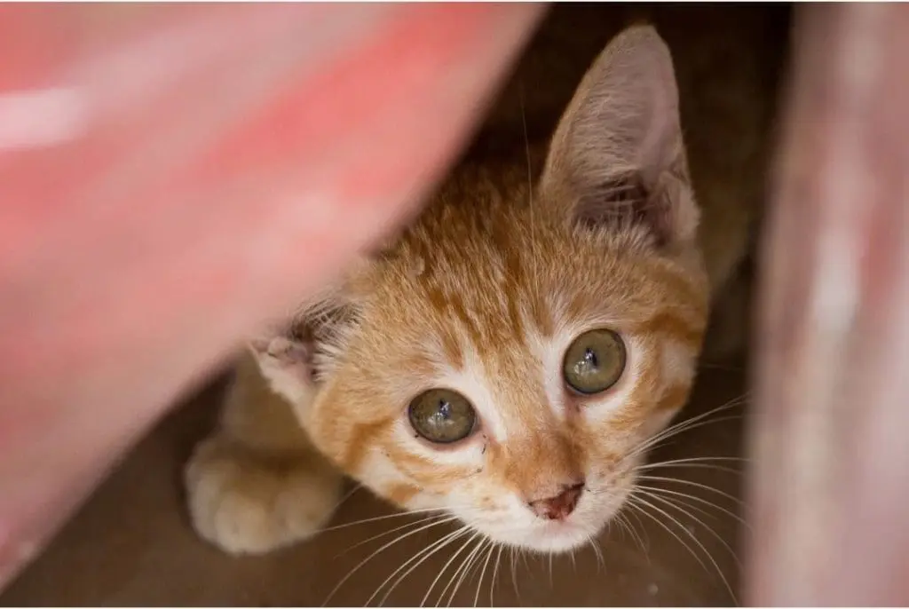 Gato asustado
