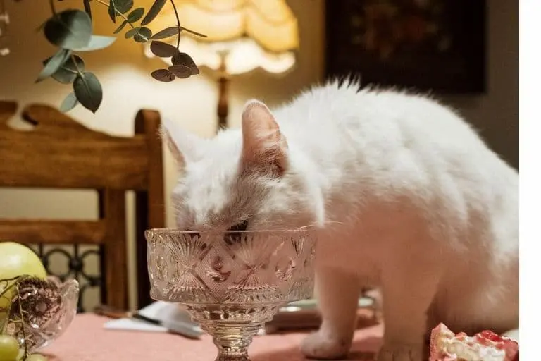 Gato comiendo encima de la mesa