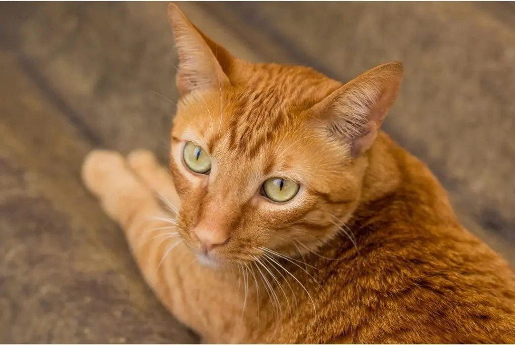 Gato nervisoso phnqr2jgvbwk1ew9etub48qfpbhp3dkeaewe3xq184