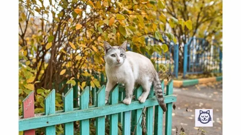 Gato paseando en la valla