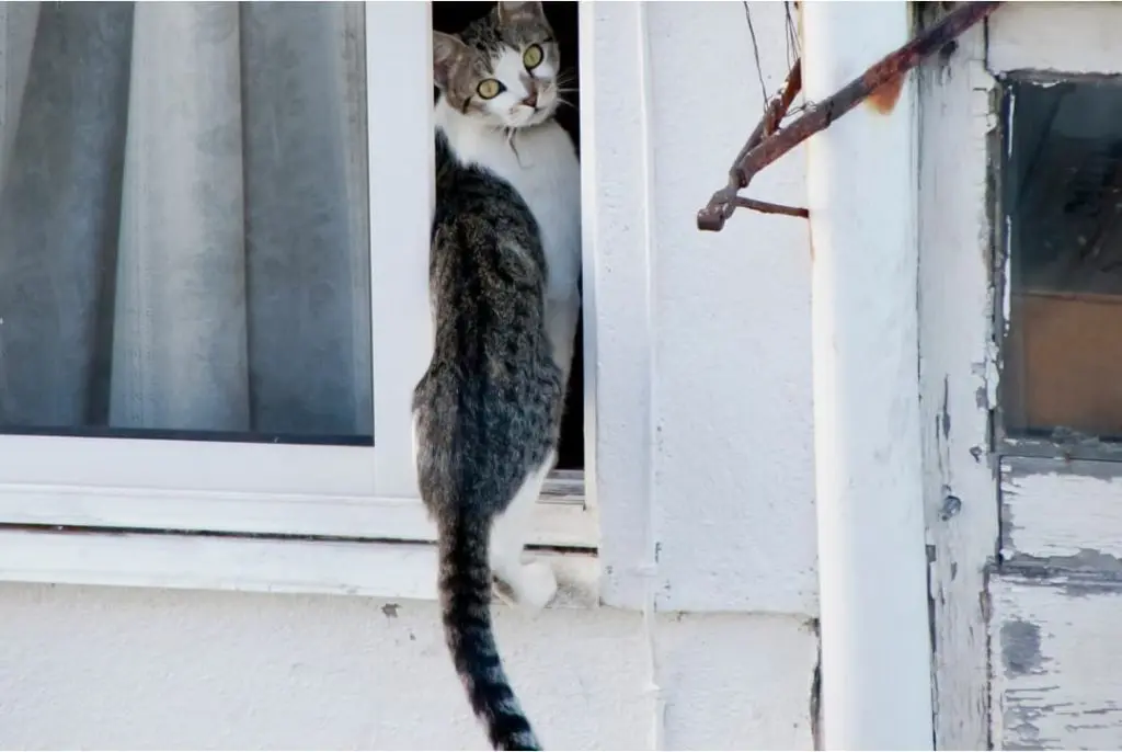 Gato saliendo por la ventana