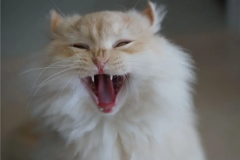 Gato vomitando