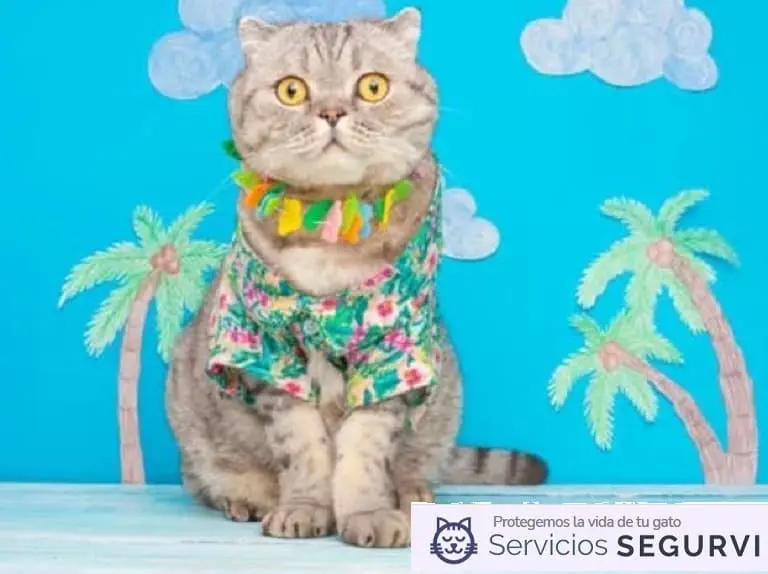 Gato Vavaciones