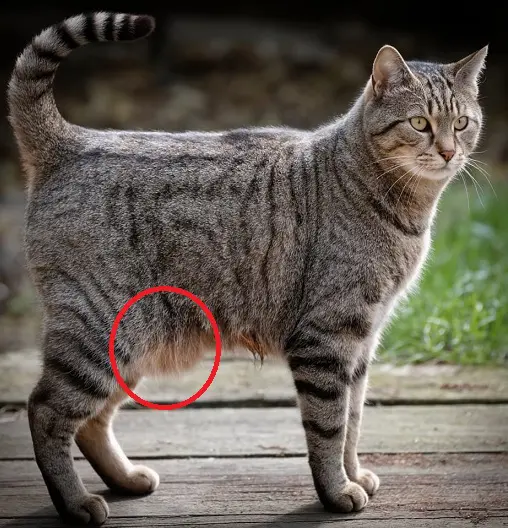 Gato comun europeo bolsa primordial