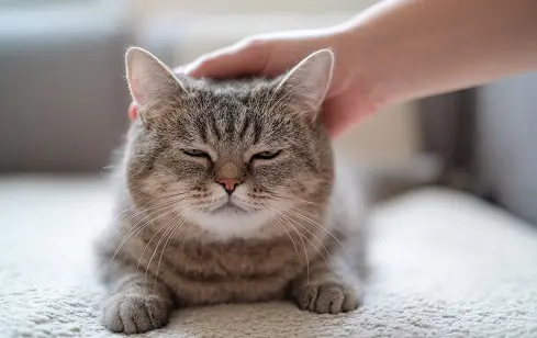 Gato_depresion