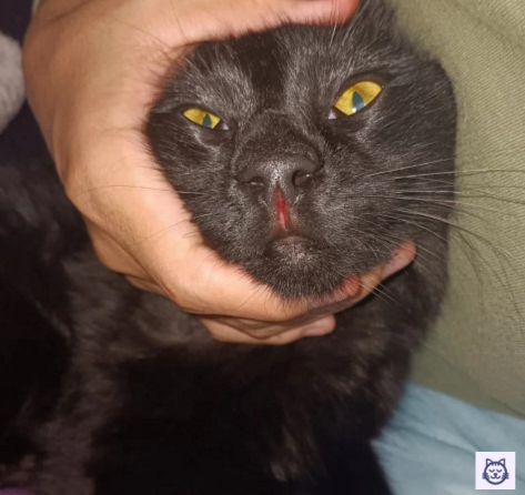 Gato herida portada