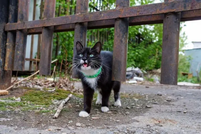Gato perdido 768x512 1