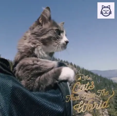 Mochilas para gatos