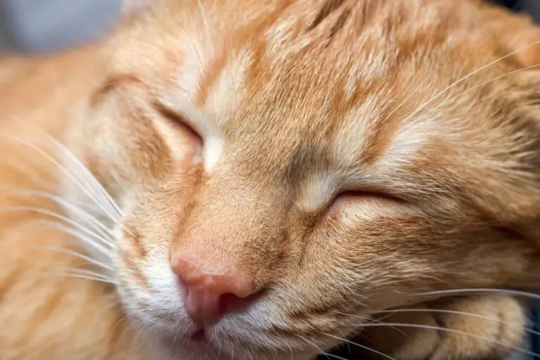 Por que mi gato duerme conmig 768x512 1