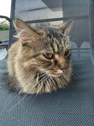 cat magically appeared v0 1qfr0vdalpaf1