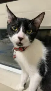 cat repellent recommendations v0 6j0xhli8700e1 2 169x300 1