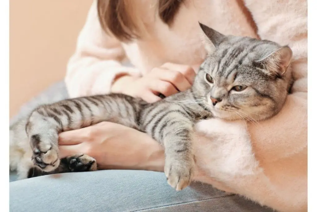 como alargar la esperanza de vida de un gato adulto