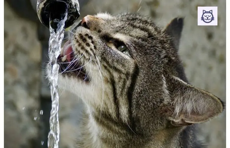 como-hacer-que-mi-gato-beba-agua-Barcelona