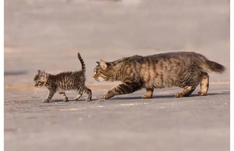como saber la edad de un gato adulto 768x495
