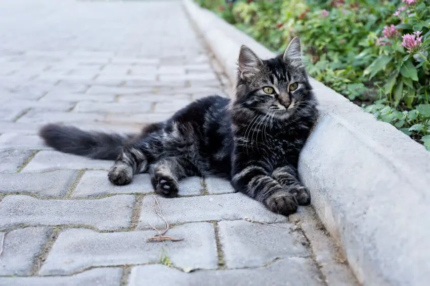 enfermedades_pueden_transmitir_los_gatos_callejeros_a_tu_gato