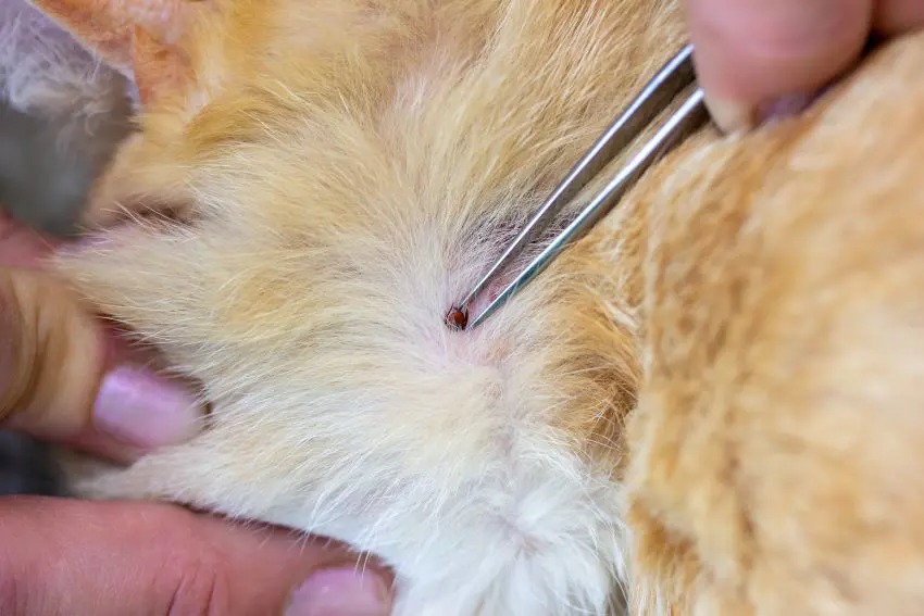 garrapatas en tus gatos