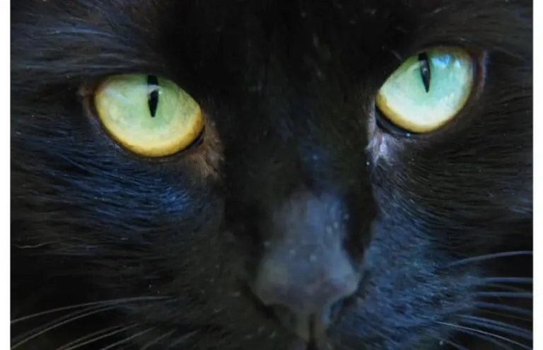 gato pupilas dilatadas clinica veterinaria 768x495 1