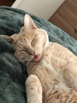 i think my cat is stupid but its affecting our life v0 g1owkgyyu8xe1 1