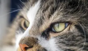 imgi 18 OJO GATO 300x175