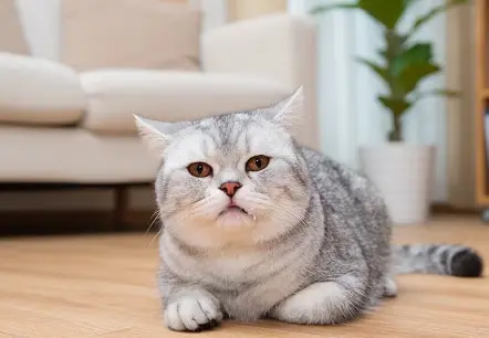 kling 20250923 Text to Image Un gato en 3923 1