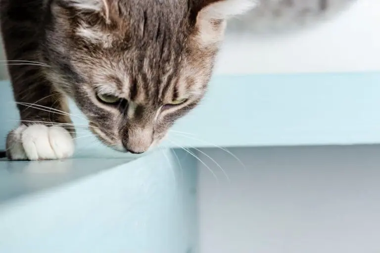 olores_que_odian_los_gatos-768x512
