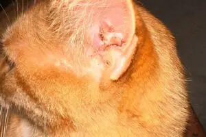 oreja gato 300x200 1