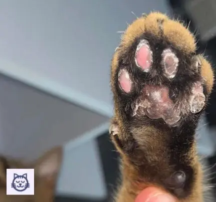 patita gato
