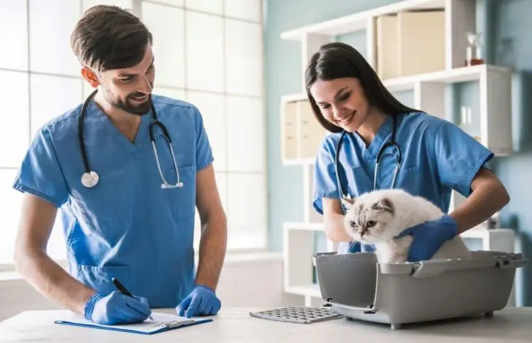 porque-es-bueno-esterilizara-tu-gata-768x495