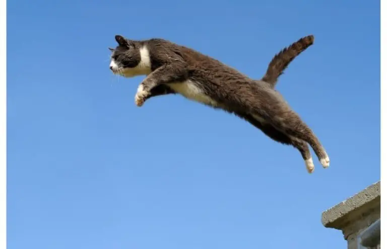 sindrome del gato paracaidista 768x495
