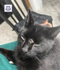 tina gato 256x300