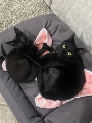 will my kittens coloring change back to how it was when he v0 xb26kzloe3od1 1