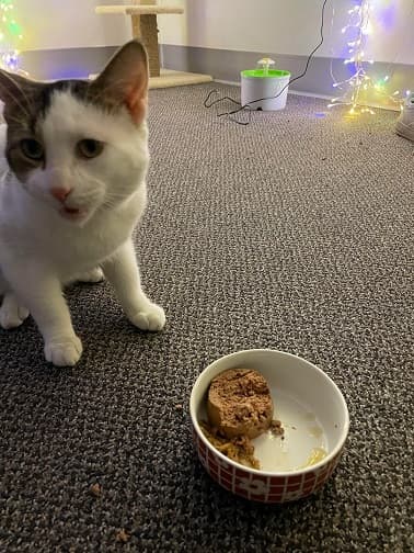 why does my cat take his food out of his bowl to eat it off v0 kz6caob9rmxb1 1